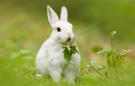 Foto Dan Gambar Kelinci Lucu Dan Imut Memelihara Kelinci