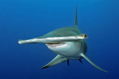 Ocean Education Publishing