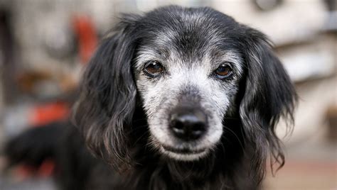 Un Nuovo Farmaco Promette Di Allungare La Vita Dei Cani Ma A Quale