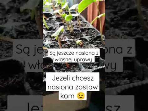 Mirabilis Jalapa Dziwaczek Nasiona Kwiat W Youtube