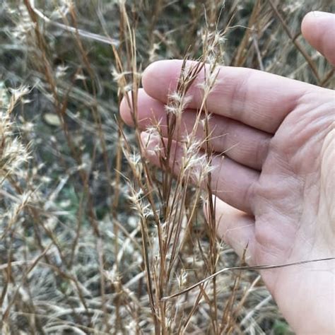 Native Grasses For Texas Gardens Id Pics Pond Informer