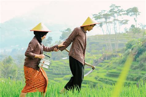 Petani Sawah Bakal Dapat Bantuan Benih Padi Dari Dinas Pertanian