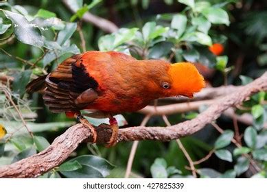 Andean Cock Rock Rupicolo Peruviana Perched Stock Photo