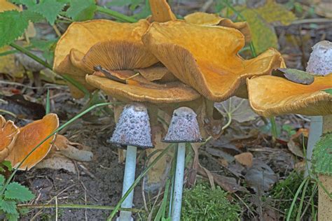 Wenature Database Paddenstoelen Overige Goudhoed