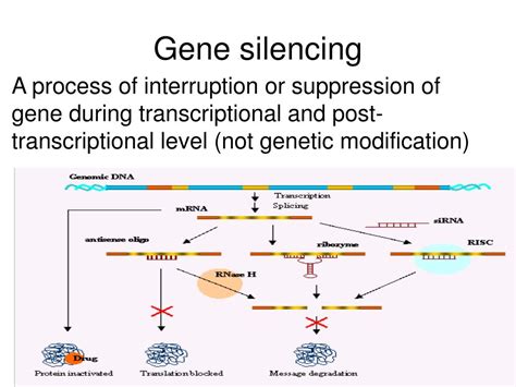 Ppt Gene Silencing In Transgenic Plants Powerpoint Presentation Free