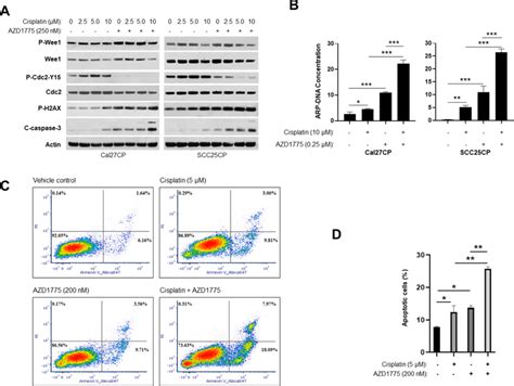 Azd And Cisplatin Synergistically Induced Apoptosis In