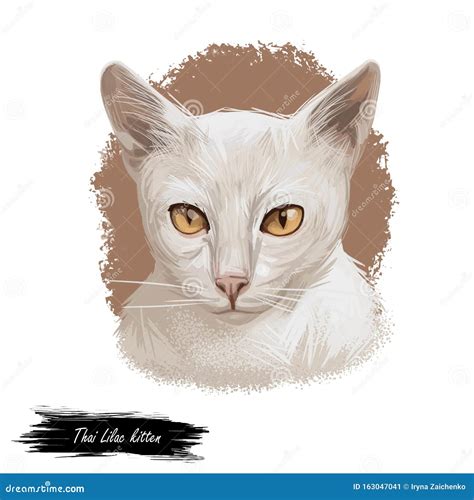 Thai Lilac Cat Or Korat Si Sawat Malet Isolated On White Digital Art Illustration Of Pussy