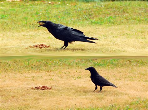 What's the difference between a Crow and a Raven? - Rockstar Priestess