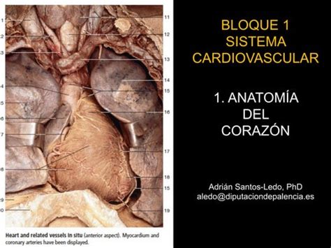 Anatom A Del Coraz N By Adrian Santos Issuu