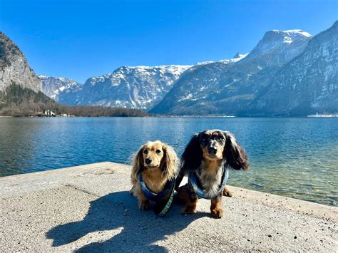 top holiday destinations  hong kong dog owners