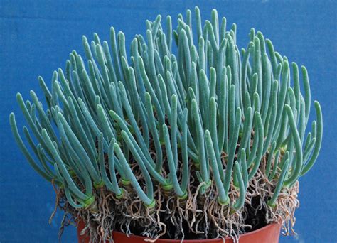 Monilaria moniliformis | Garden, Container gardening, Succulent seeds