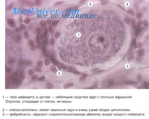Регенерация нервной ткани. Реактивность тканей.