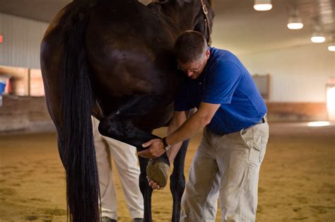 Irongate Equine Clinic