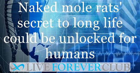 Naked Mole Rats Secret To Long Life Could Be Unlocked For Humans
