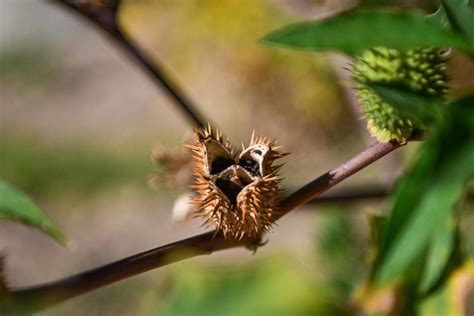 Plante Exotique Extr Mement Toxique Le Datura Stramoine Gagne Du