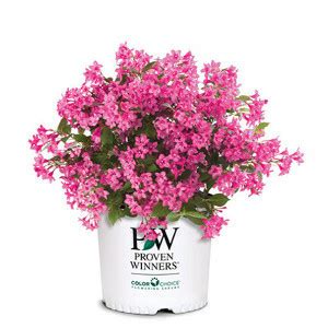 Black Pussy Willow Plant Addicts