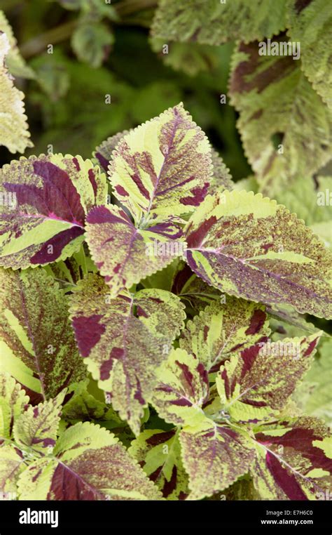 Purple And Green Variegated Coleus Leaves Stock Photo Alamy
