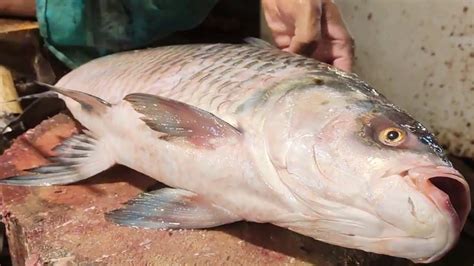 Amazing Cutting Skills Giant Katla Carp Fish Cutting By Expert Fish