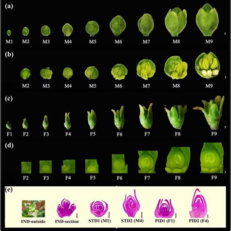 A Shows Of Floral Organogenesis And Sex Differentiation In J Curcas