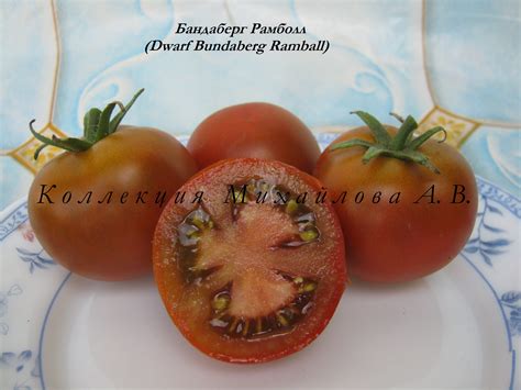 Бандаберг Рамболл. (Сорт из проекта Гном томатный).