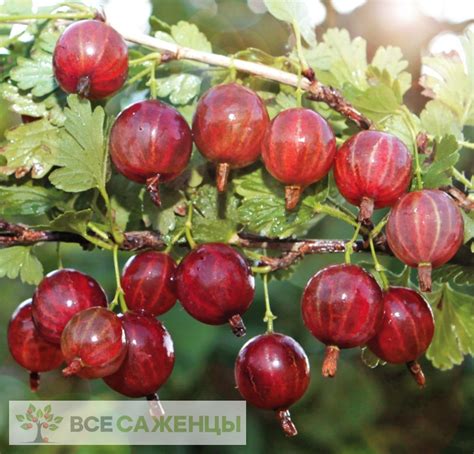 Цена на Крыжовник Колобок - купить саженцы