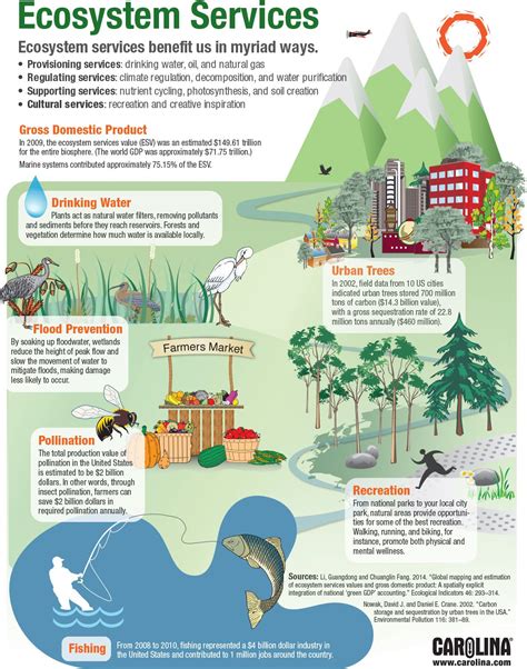 Discover the Importance of Ecosystem Services