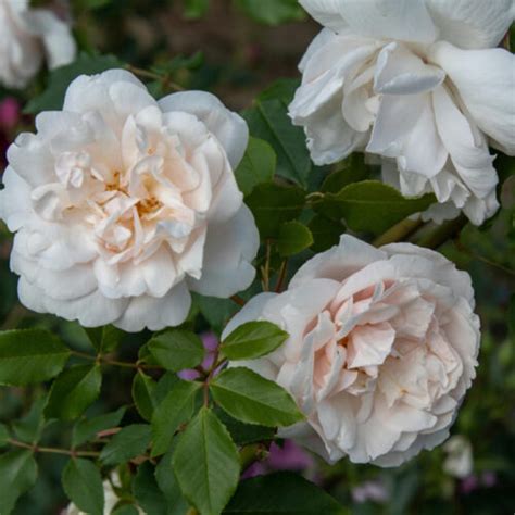 Madame Alfred Carrière | Roses' Name