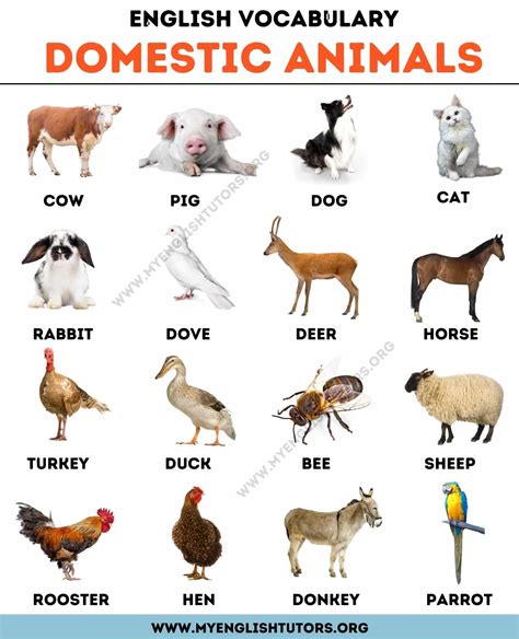 Farm Animals List Of 15 Animals That Live In The Farm Artofit