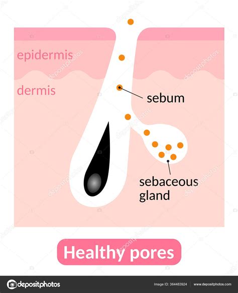 Healthy Pores Sebum Sebaceous Glands Produce Right Amount Sebum Which ⬇