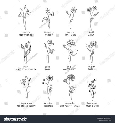 August Flower Of The Month Birth Flowers