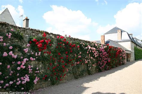 Сады замка Вилландри (Chateau de Villandry): home_and_garden — LiveJournal