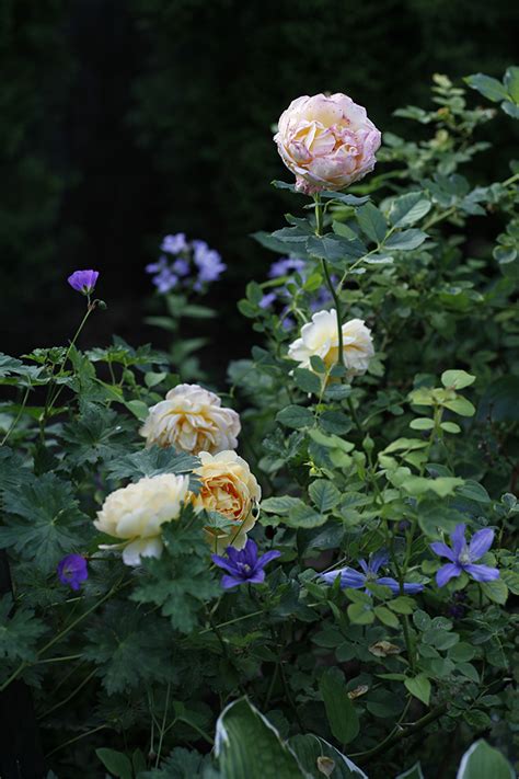 Сад в начале июля: home_and_garden — LiveJournal