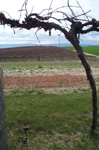 Rattlesnake Hills Washington State's Ninth AVA - Gismondi on Wine