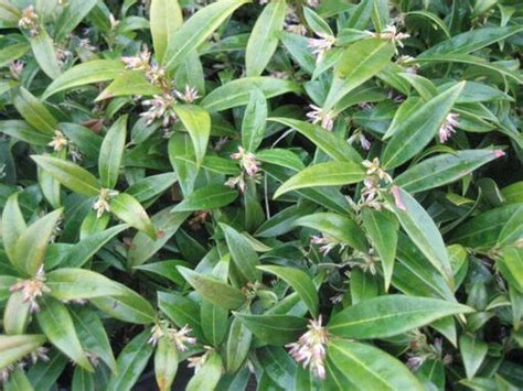 Sarcococca Sweet Box Plantjoy