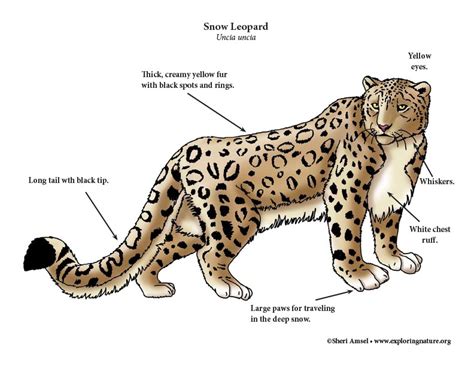 Snow Leopard Food Webs Ngss Snow Leopard Life Cycles Illustration