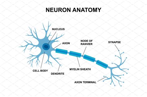 vector infographic  neuron anatomy education illustrations