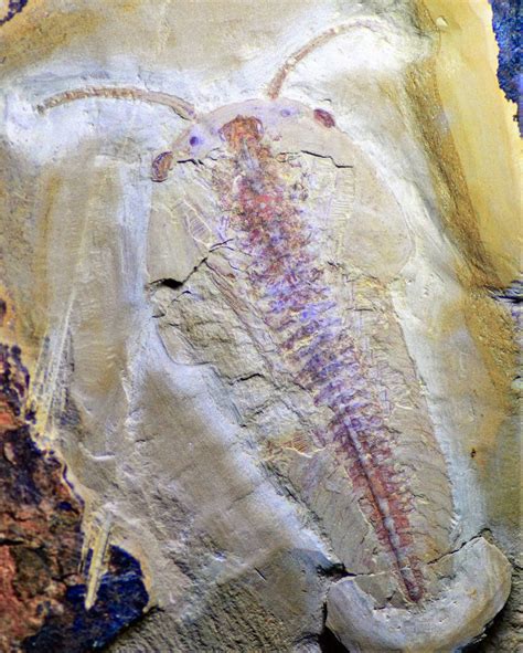 China Yunnan Cambrian Lower Cambrian Members Gallery The Fossil Forum