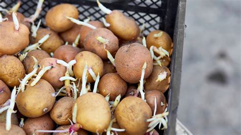 Are Sprouted Potatoes Safe To Eat