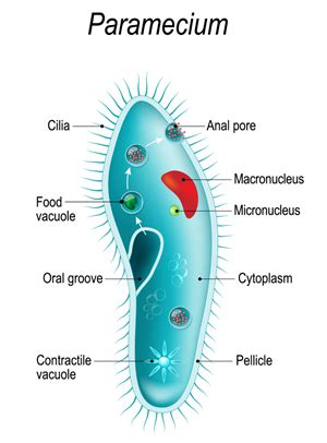 How To Draw Structure Of Paramecium Well Labelled Diagram Of Hot Sex