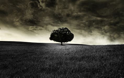 Black Tree Wallpaper by uticasasa on DeviantArt