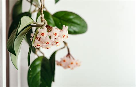 Цветы хойя - 69 фото