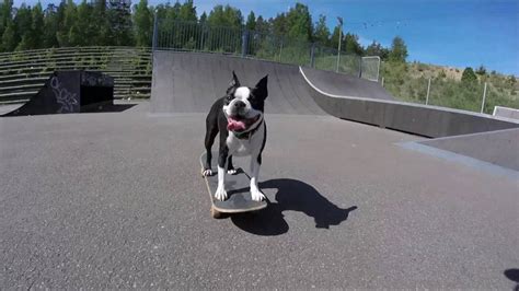 Skateboarding Dog Youtube