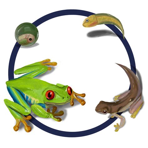 Red Eyed Tree Frog Life Cycle