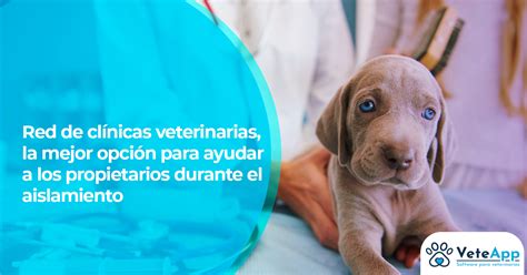 Red De Cl Nicas Veterinarias La Mejor Opci N Para Ayudar A Los