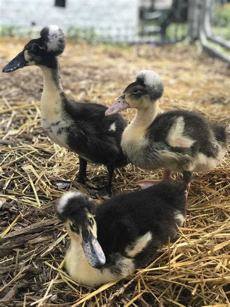 My crested Magpie(?) ducklings during their second adventure in the