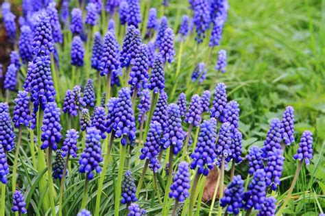 9 of the Best Grape Hyacinth for the Garden | Gardener’s Path