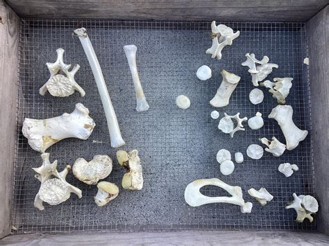 Id these bones : r/whatisthisbone