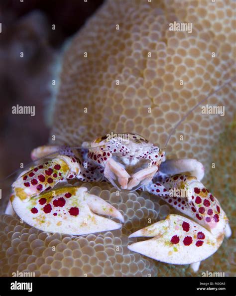Spotted Porcelain Crab Stock Photo Alamy