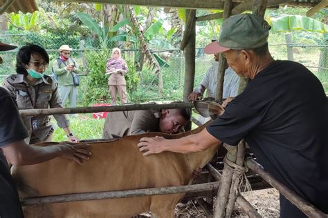 Karantina Pertanian Batam Ambil Sampel Darah Sapi Cegah Hphk Antara