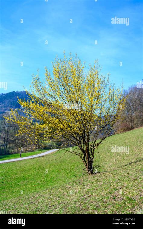 Dirndl Fotos Und Bildmaterial In Hoher Aufl Sung Alamy